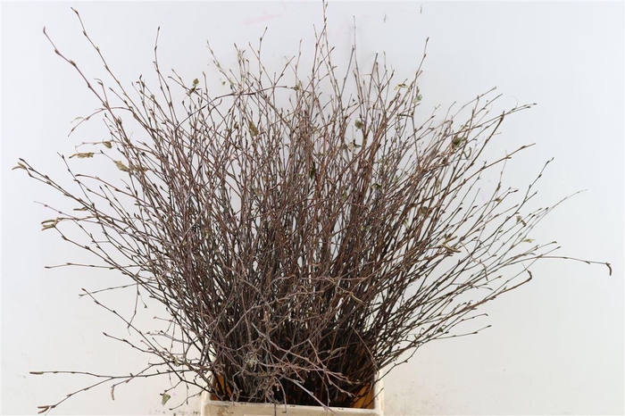 <h4>Berk 70cm Naturel Vers Pbs</h4>