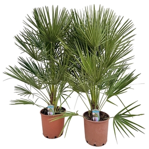 Chamaerops humilis P24