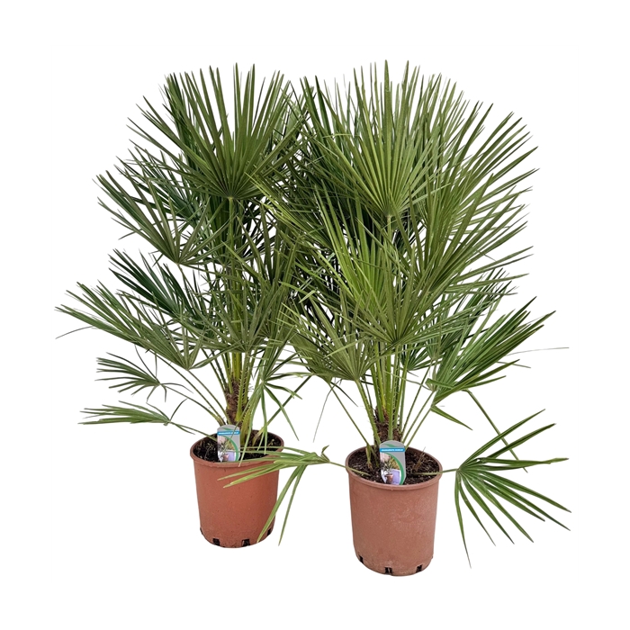 <h4>Chamaerops humilis P24</h4>