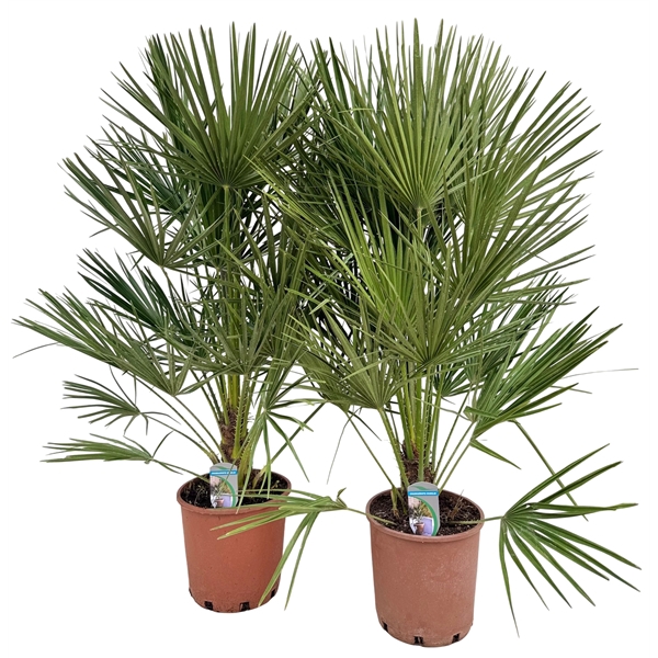Chamaerops humilis P24