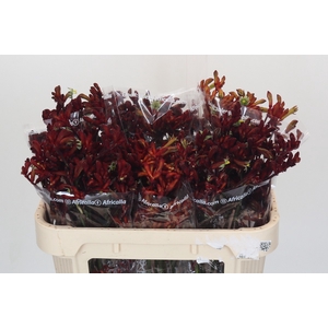Anigozanthos Early Spring Indoor