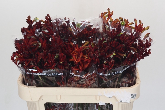 <h4>Anigozanthos Early Spring Indoor</h4>