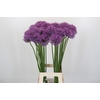 Allium Stratos