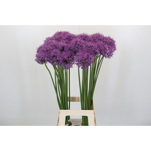 Allium Stratos