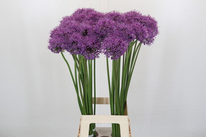 <h4>Allium Stratos</h4>