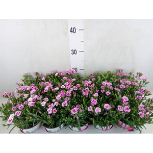 Dianthus  'Pink Kisses'