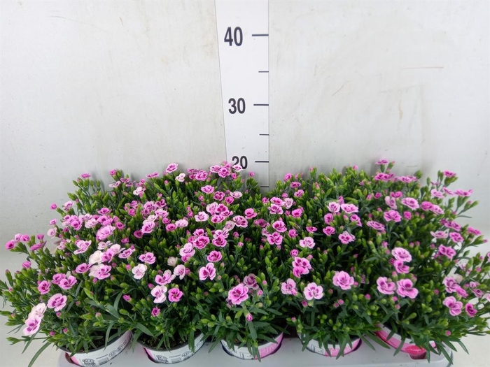 <h4>Dianthus  'Pink Kisses'</h4>
