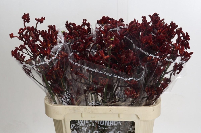 <h4>ANIGOZ EARLY SPRING</h4>