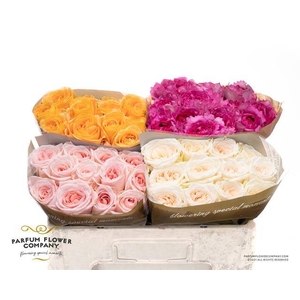 Rosa garden mix tambuzi