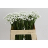 Allium Flocon
