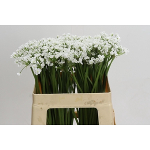 Allium Flocon