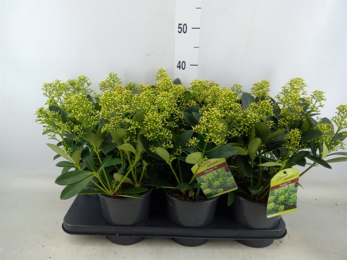 <h4>Skimmia jap. 'Finchy'</h4>