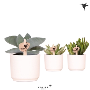 Kolibri Greens Succulenten mix in Simplicity pot white