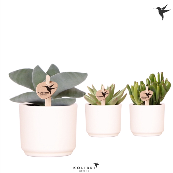 <h4>Kolibri Greens Succulenten mix in Simplicity pot white</h4>