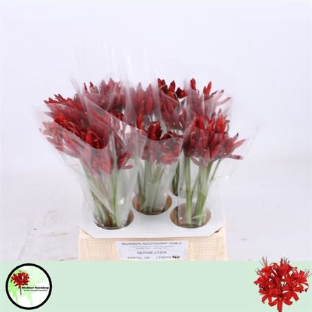 <h4>Nerine Sa Lydia Red</h4>