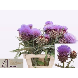 CYNARA CARDUNCULUS