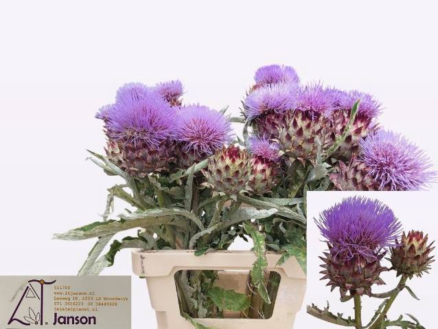 <h4>CYNARA CARDUNCULUS</h4>