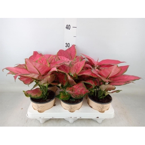 Aglaonema   ...