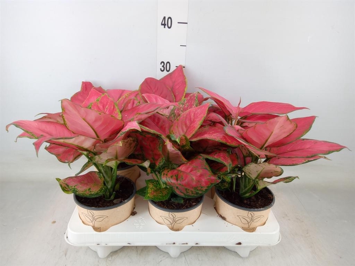 <h4>Aglaonema ...</h4>