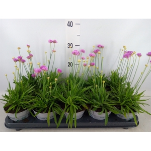 Armeria pseud.
