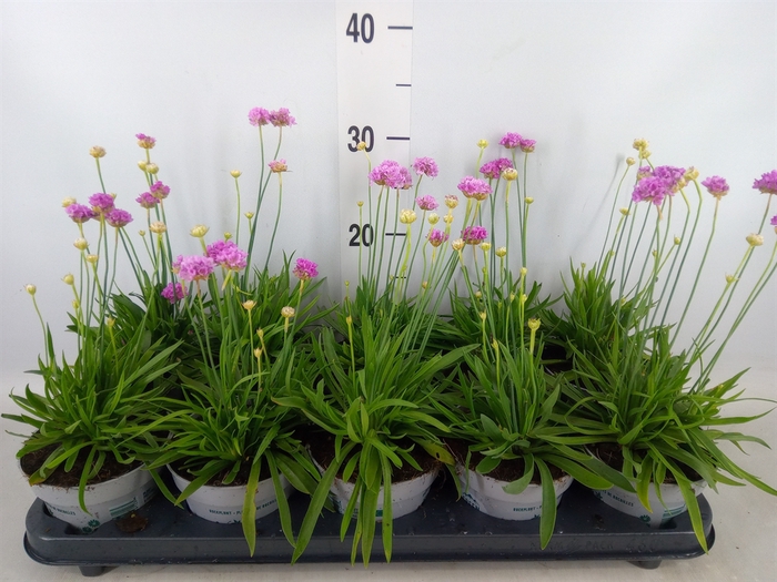 <h4>Armeria pseud.</h4>