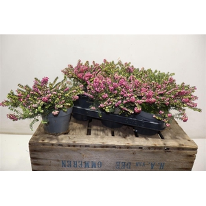 Eric Da Kramers Rote