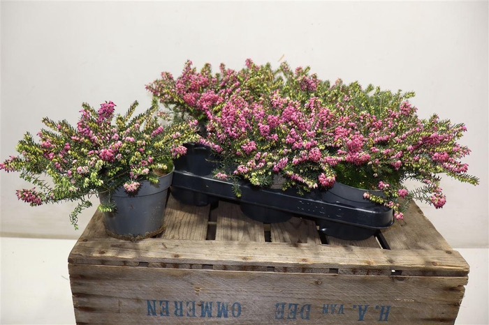 <h4>Eric Da Kramers Rote</h4>