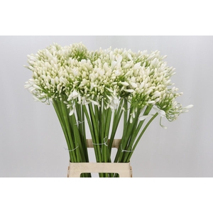 Agapanthus Praecox Meoni