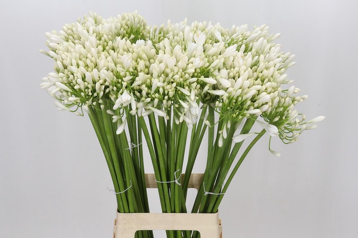 <h4>Agapanthus Praecox Meoni</h4>
