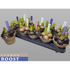 HYACIN PEAR GEM 4 KL