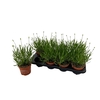 Lavandula angustifolia Aromance White