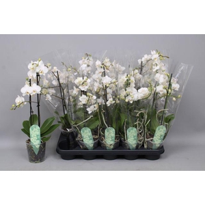 PHAL MULTIFLORA WHITE 2 TAK