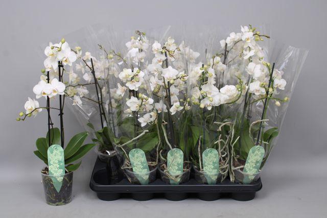 <h4>PHAL MULTIFLORA WHITE 2 TAK</h4>