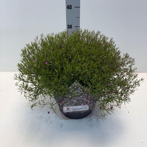 Gypsophila muralis 'Gypsy'