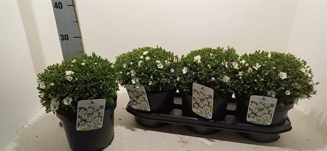 <h4>Arenaria montana</h4>