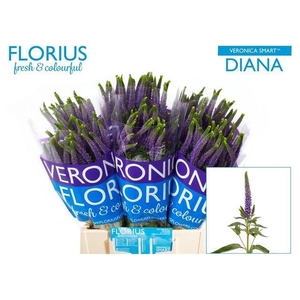 VERON SMART DIANA