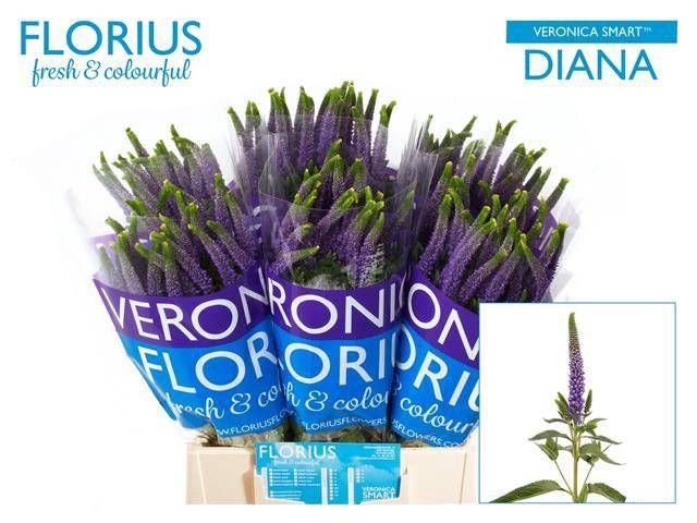 <h4>VERON SMART DIANA</h4>