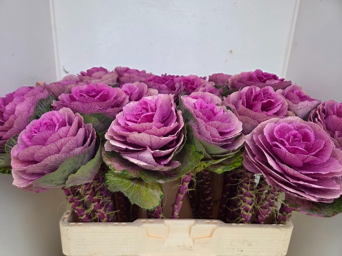 <h4>BRASS RED CRANE</h4>