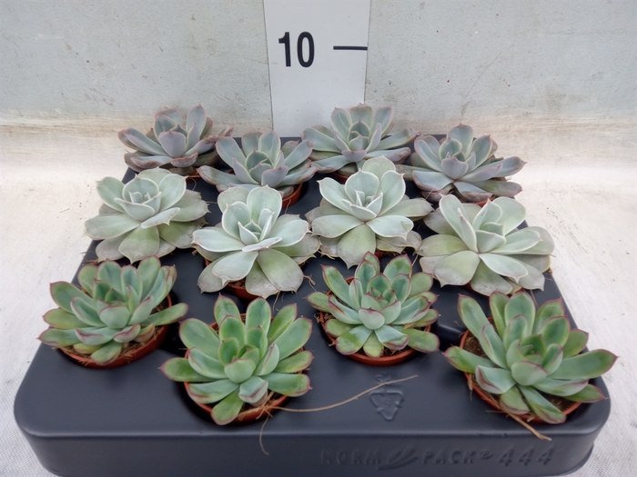 <h4>Echeveria   ...mix</h4>