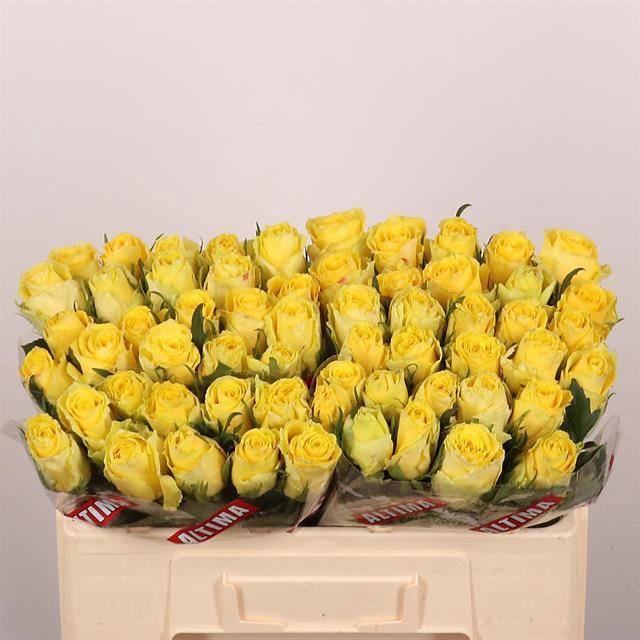 <h4>R GR GOOD TIMES</h4>