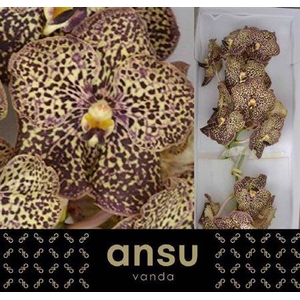 Vanda Su Ocelot Mocha