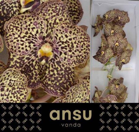 <h4>Vanda Su Oce Mocha</h4>