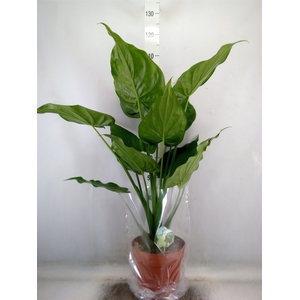 Alocasia cucullata
