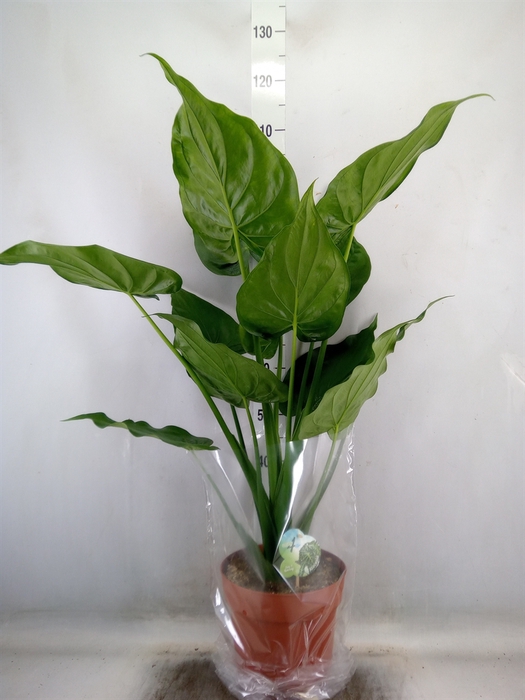 <h4>Alocasia cucullata</h4>