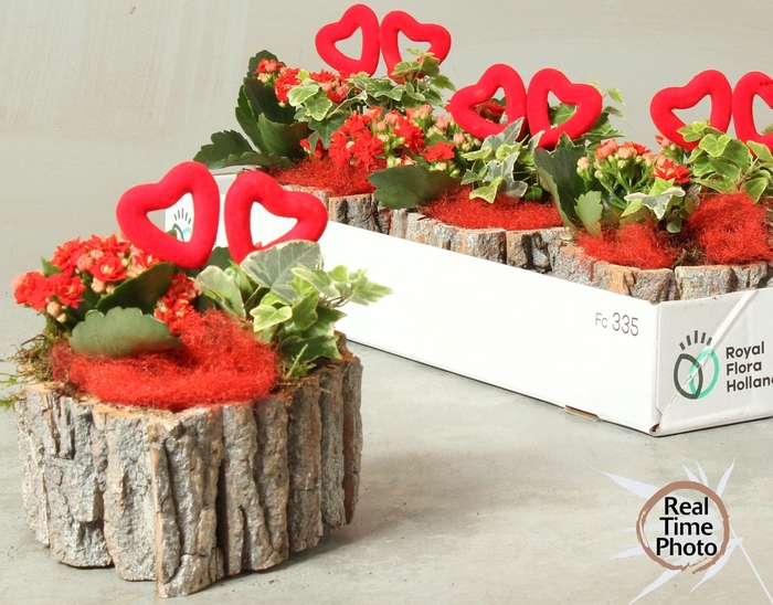 <h4>ARR KAMERPL</h4>