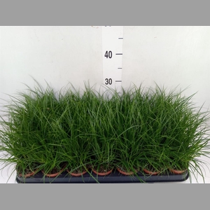 Carex brunnea