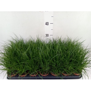 Carex brunnea