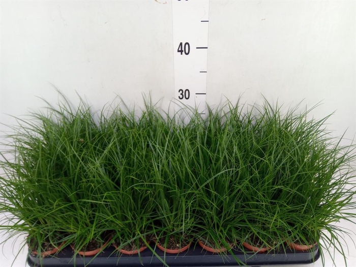 <h4>Carex brunnea</h4>