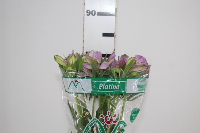 <h4>ALSTROEMERIA PLATINA 080 CM</h4>