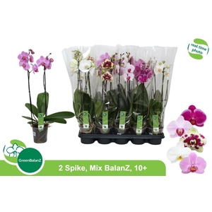 PHAL GEM 5 KL